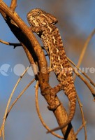 /album/camale%c3%a3o%20-%20ex%20libris%20da%20mata%20de%20vrsa%20e%20monte%20gordo/dsc-6549-copy-jpg/